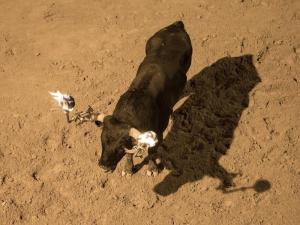 Fallece un joven de 18 años tras sufrir la cogida de un toro “embolado” en Castellón