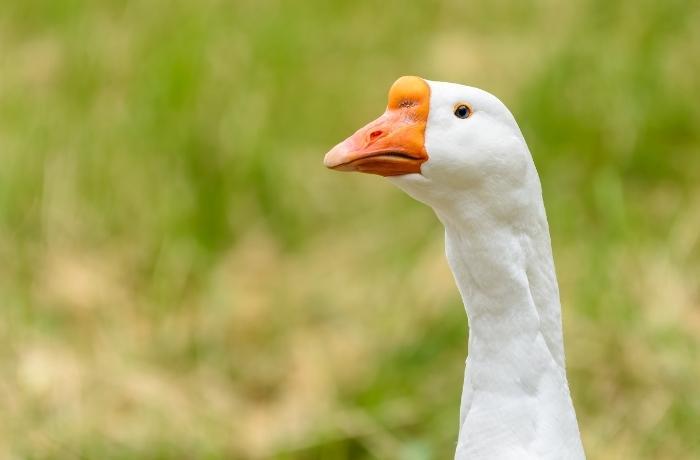 Malta prohíbe la cría de pieles y la producción de foie gras