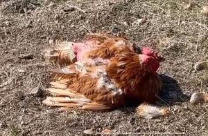 Denunciamos a la Universitat de Girona por maltratar gravemente a una gallina para un estudio científico