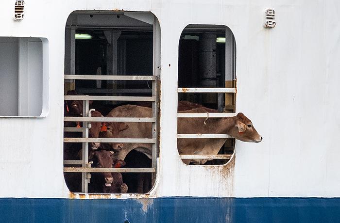 Exportación de animales vivos: un nuevo caso dramático conmueve a toda Francia