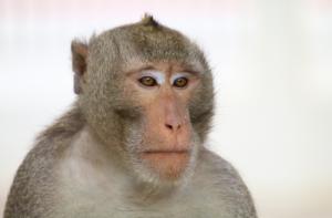 Alemania: primates expuestos a graves sufrimientos en experimentos de investigación cerebral
