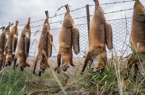 Galicia celebra siete campeonatos de caza del zorro aunque la temporada ya haya terminado