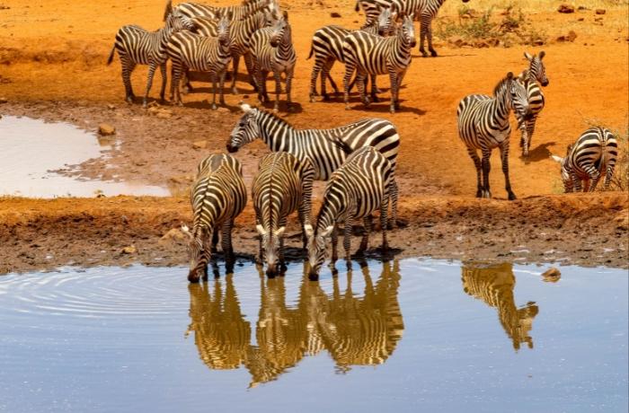 Sumamos fuerzas con National Geographic para promover un turismo responsable con los animales