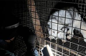 Una nueva investigación revela los horrores de las granjas peleteras de zorros en Polonia