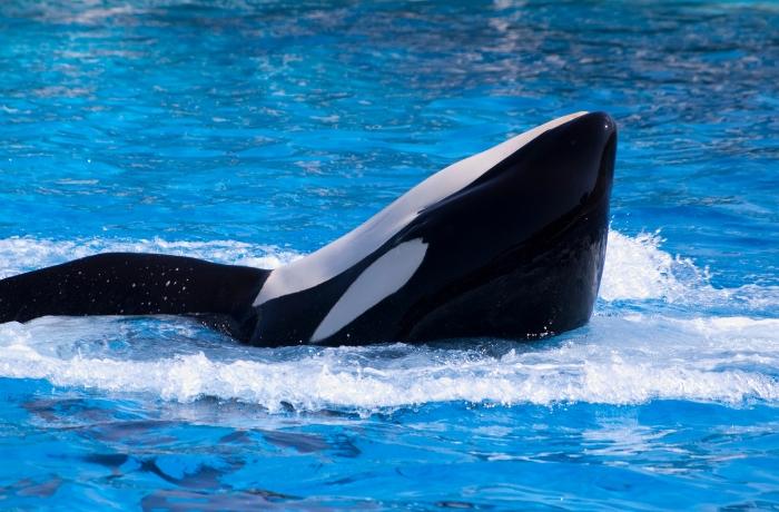 Ha muerto Kiska, la orca más triste del mundo
