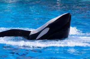 Ha muerto Kiska, la orca más triste del mundo