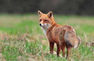Tras 252 años, Escocia dice adiós a la caza del zorro