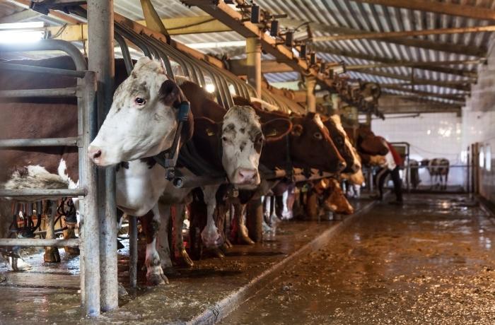 EEUU: 18.000 vacas mueren en la explosión de una granja en Texas