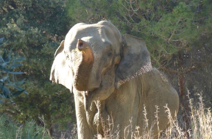 Ha muerto Dumba, la elefanta explotada toda su vida en circos y publicidad