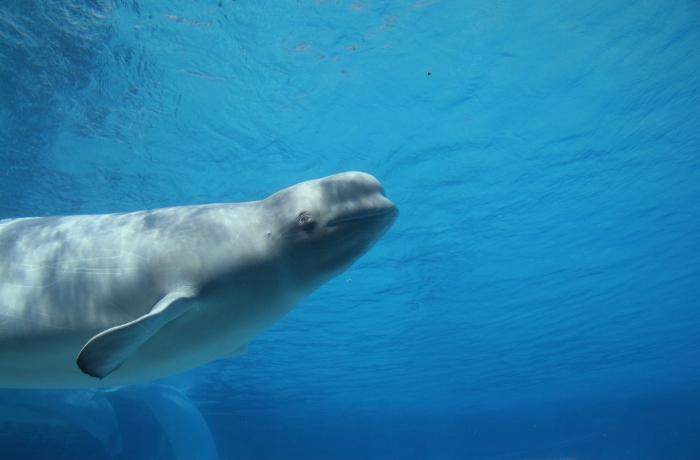 Mueren un delfín y una beluga en Marineland Ontario