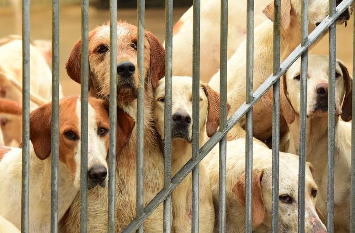 Interponemos un contencioso contra el Ayuntamiento de Cardedeu por no sancionar a la perrera ilegal de caza del presidente de la sociedad de cazadores