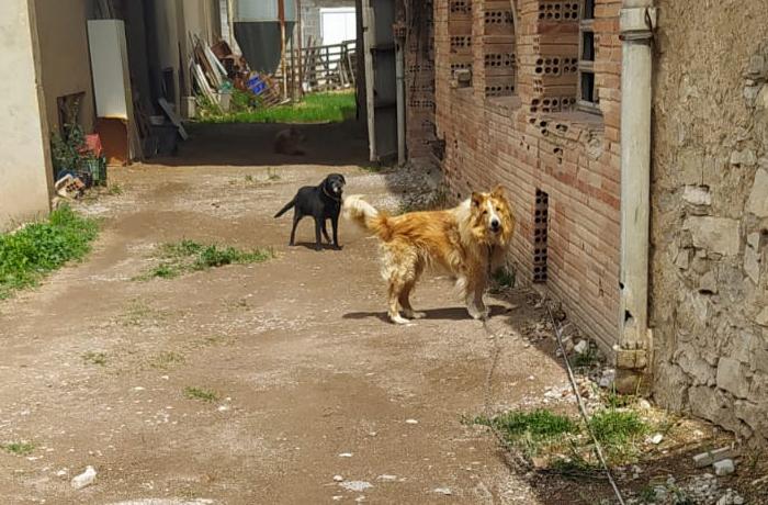 Ayúdanos a denunciar al Ayuntamiento de Calders por inactividad ante un grave caso de maltrato animal