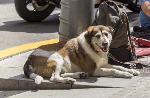 Barcelona: ¡Te necesitamos! Participa en el recuento de personas en situación de sin techo con animales
