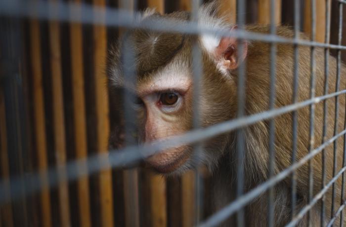 Una investigación de la BBC desenmascara una sádica red mundial de tortura de monos