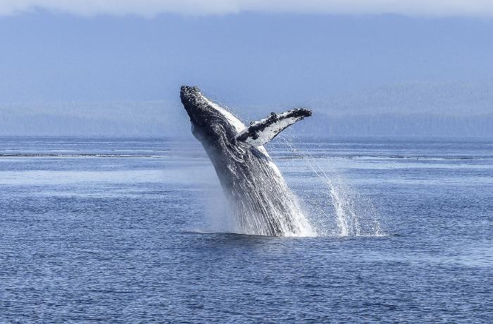 Islandia suspende la caza anual de ballenas, una medida que podría poner fin a esta práctica tan cruel