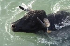 Un toro muere ahogado durante los Bous a la Mar de Dénia
