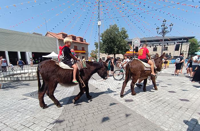 Instamos al Ayuntamiento de Colmenarejo a prohibir las actividades de paseo con burros u otros équidos