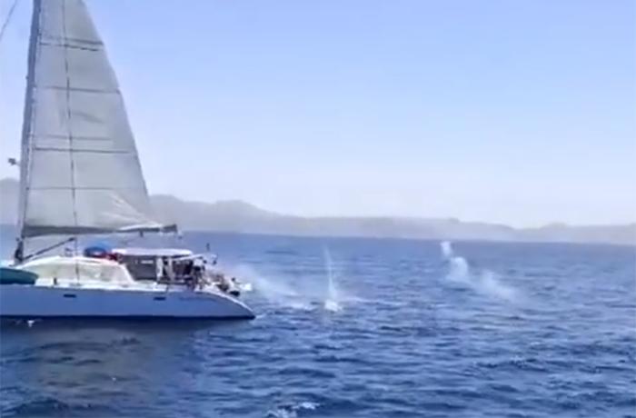 Tripulantes de un catamarán disparan a un grupo de orcas cerca de Tarifa