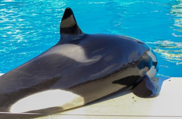 Muere la orca Lolita, que llevaba más de 50 años en cautividad