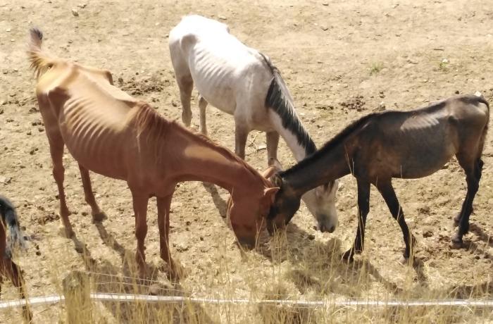 Las autoridades confiscan a 10 caballos en malas condiciones tras nuestra denuncia