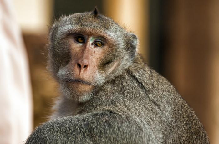 Denuncian a Elon Musk por la muerte agnica de 12 monos en ensayos de chip cerebrales