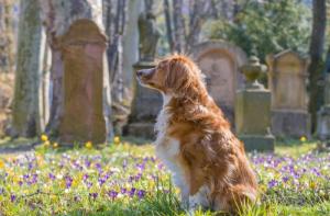 Málaga tendrá el primer cementerio público de animales de compañía en España
