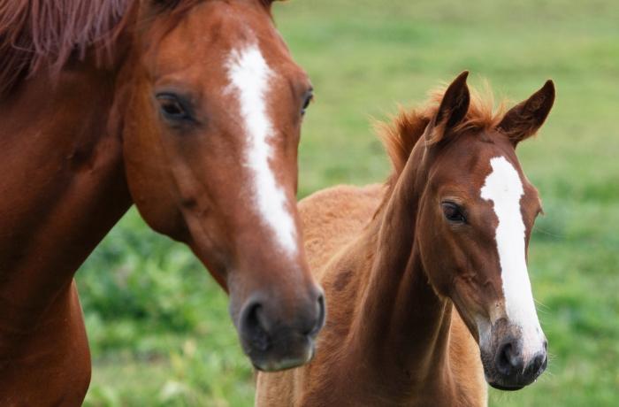 Islandia admite que las granjas de extracción de sangre de caballos violan la legislación de la UE