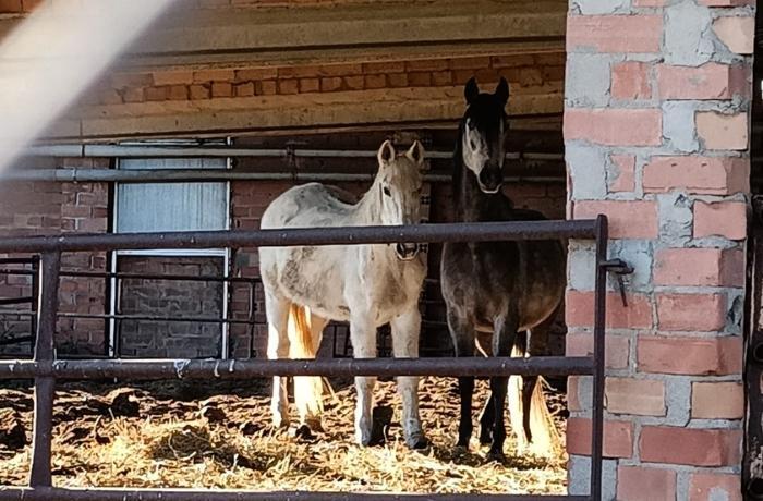 Proyecto Nayati: ayudamos a brindar una segunda oportunidad a 4 caballos abandonados