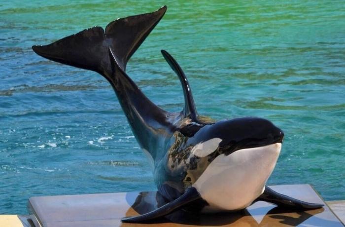 Muere la orca Moana con tan solo 12 años