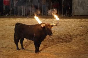 El Parlament vota esta semana si tramita una ley para prohibir los toros embolados y ensogados en Catalunya