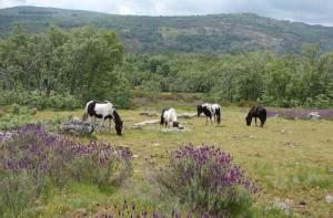 ¡La única reserva de caballos salvajes de Europa está en grave peligro!