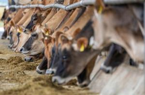 Países Bajos pagará 1.470 millones de euros a los ganaderos por cerrar granjas