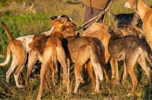58 detenidos por cortar orejas y colas a más de mil perros de caza en Andalucía