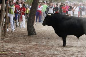 600 personas se manifiestan contra el Toro de Vega en Tordesillas