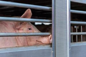 El horror del transporte de animales vivos en la UE enmascarado en los registros oficiales