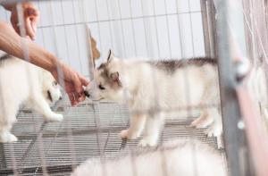 La Comisión Europea regulará por primera vez la cría y venta de perros y gatos criados con fines económicos