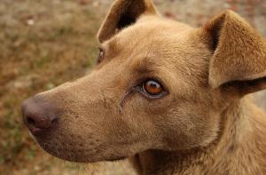 Clausuran una perrera ilegal que utilizaban cazadores en Barcelona