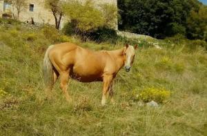 Proyecto Nayati: gestionamos la reubicación de un grupo de 6 caballos