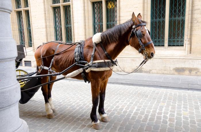 Bruselas remplaza los carros tirados por caballos con carruajes eléctricos