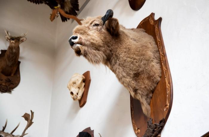 ¡Bélgica prohíbe la importación de trofeos de caza de especies en peligro de extinción!