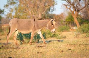 La Unin Africana prohbe el terrible comercio de piel de burro