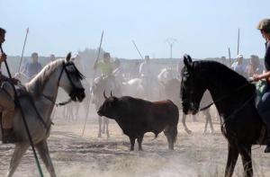 Joan Herrera pregunta al gobierno si prohibirá la fiesta del toro de Tordesillas