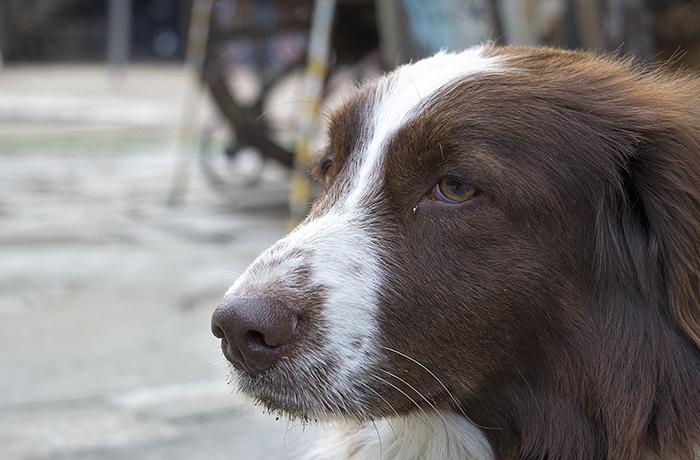 La Policía identifica al dueño de un perro enterrado vivo en un solar de Murcia