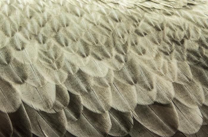 Ikea devolver el dinero a los compradores de ropa de cama rellenada con plumas de aves vivas