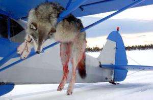 Sarah Palin promueve la matanza de lobos desde avionetas