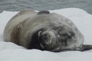 Protesta contra la matanza de focas