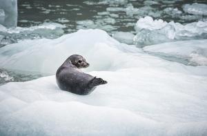 Rusia prohíbe la caza de bebés foca