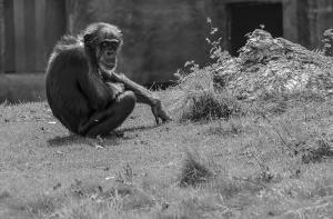 Rescatados los últimos chimpancés utilizados en un circo en España