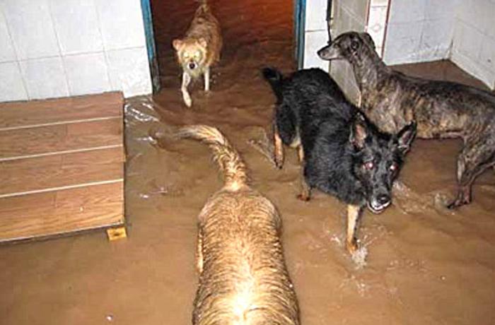 385 perros de las protectoras de Carcaixent y Xàtiva pueden morir
