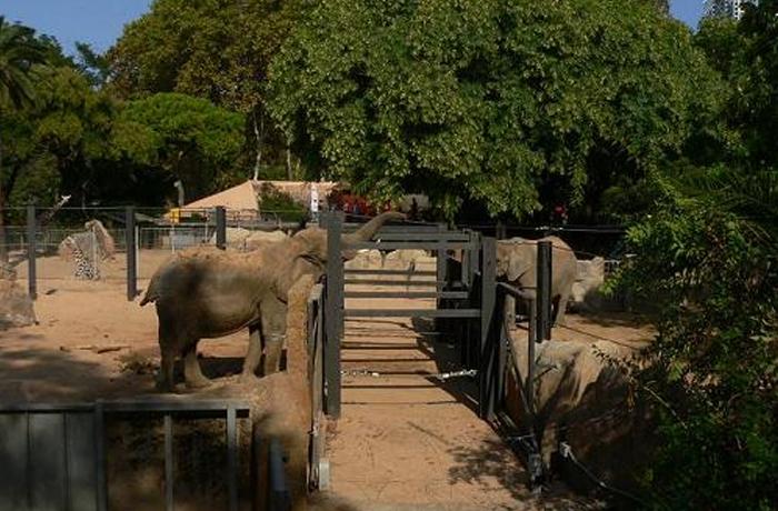 El Zoo de Barcelona ha agravado la situación de las elefantas